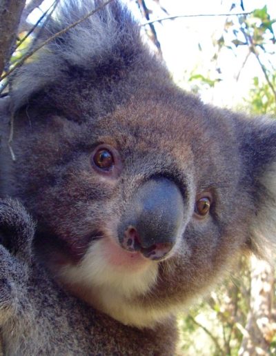 Koalas in the otways