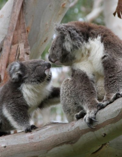 Koalas in the otways