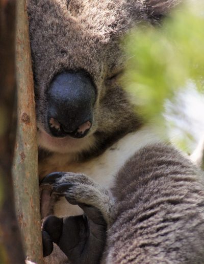 Koalas at Bimbi Park