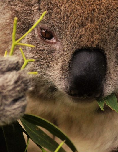 Koala at Bimbi Park