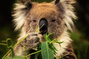 Koala eating at Bimbi Park