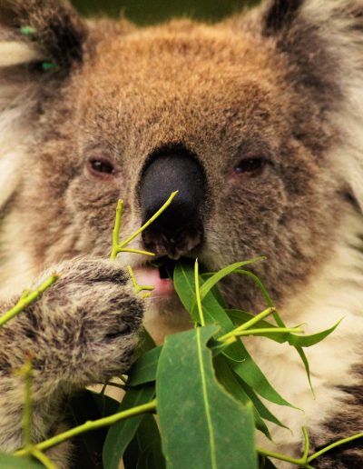 Koala eating at Bimbi Park