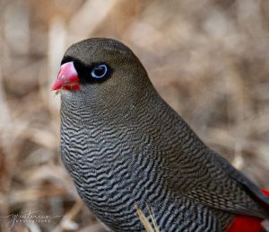 Firetail Finch at Bimbi Park