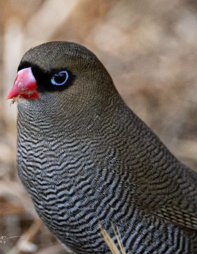 Firetail Finch at Bimbi Park