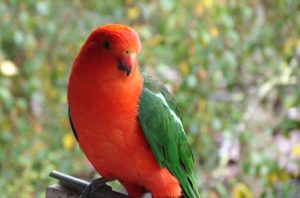 King Parrot at Bimbi Park