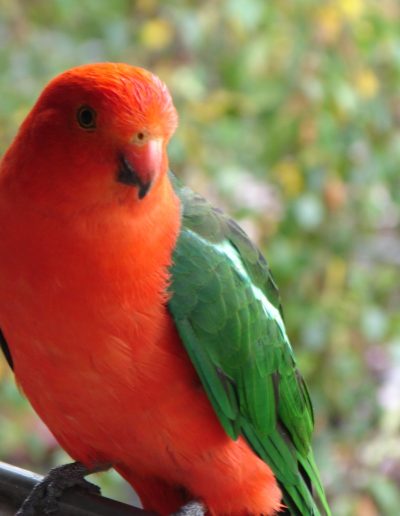 King Parrot at Bimbi Park