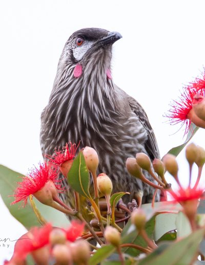 Wattle Bird at Bimbi Park