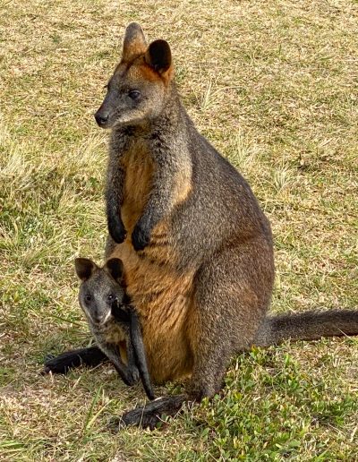 Swamp Wallaby - Great Ocean Road Cape Otway