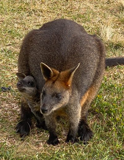 Swamp Wallaby - Great Ocean Road