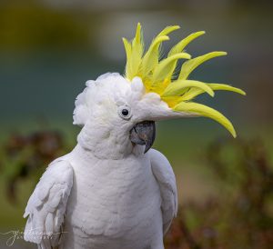 Sulphur Crested Cockatoo at Bimbi Park