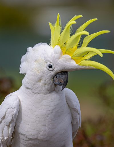 Sulphur Crested Cockatoo at Bimbi Park