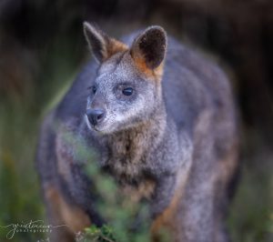 Wallaby at Bimbi Park 