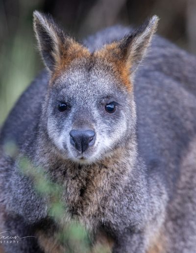 Swamp Wallabies - Manna Gum Drive