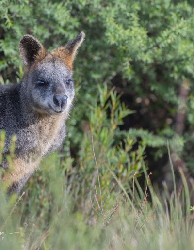 Swamp Wallabies - Light House Road