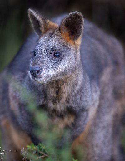 Swamp Wallabies - Great Ocean Road