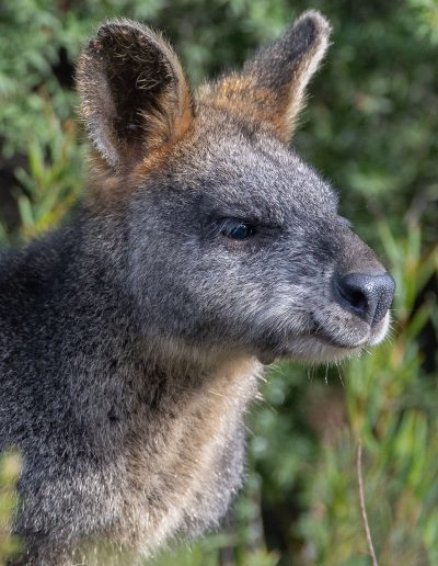 Swamp Wallabies - Great Ocean Road