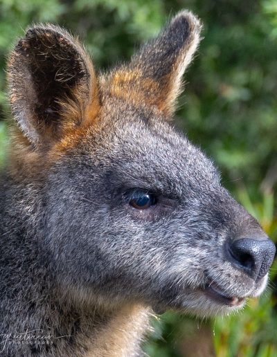 Swamp Wallabies - Great Ocean Road and Cape Otway