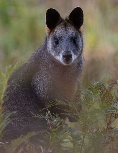 Swamp Wallabies - Bimbi Park