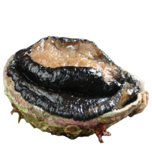 Abalone at Bimbi Park