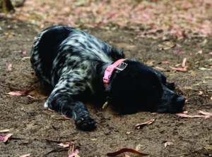 Pets at Bimbi Park