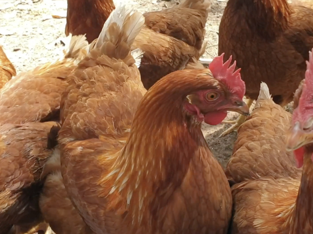 The Chooks do thier bit for the environment