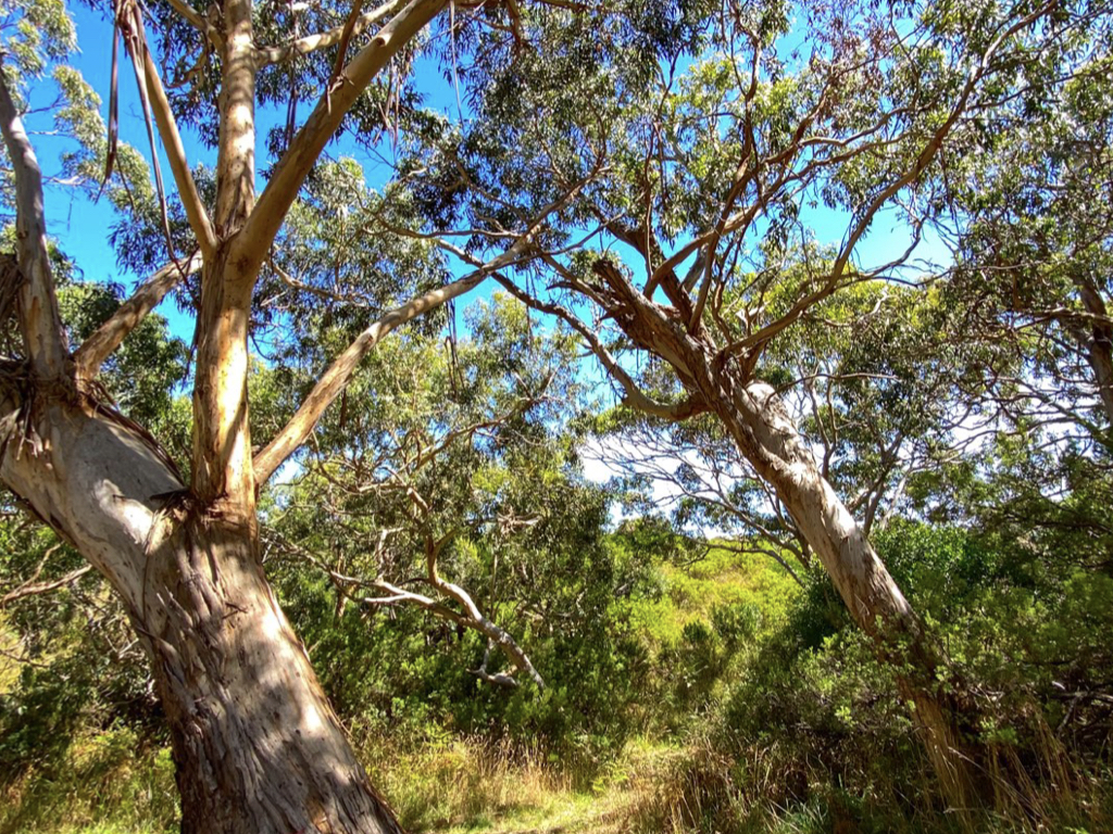 Bimbi Bush Setting - Our Waste Water Keeps Them Healthy