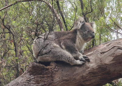 Bimbi Park Friends Photos - Koalas galore