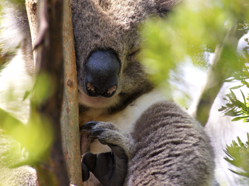 Koala Sleeping - Keep the environment healthy for them and us