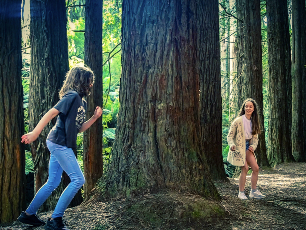 Otways Redwoods