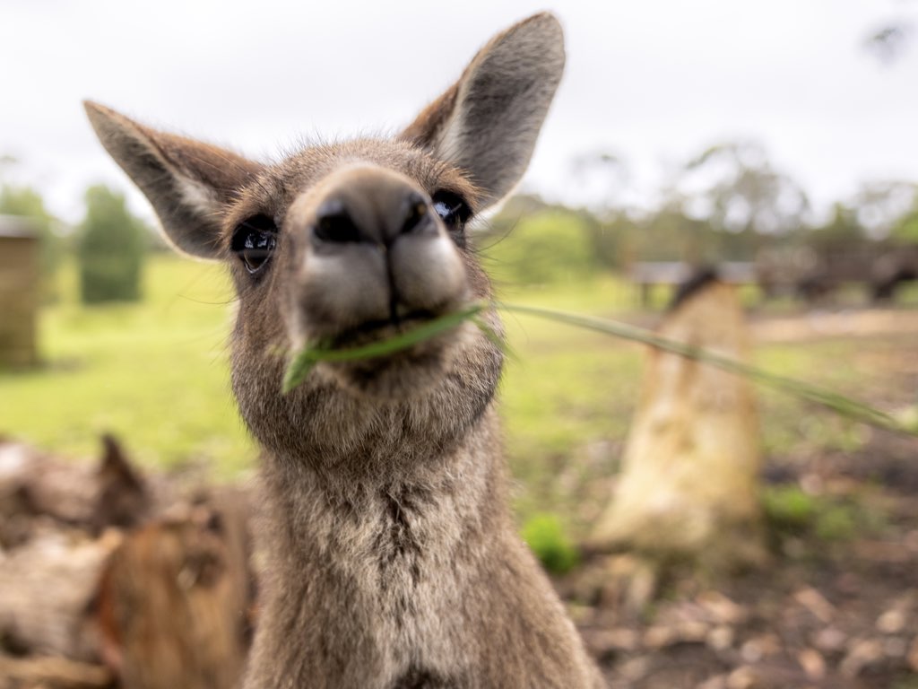 Tourist Attractions in the Otways