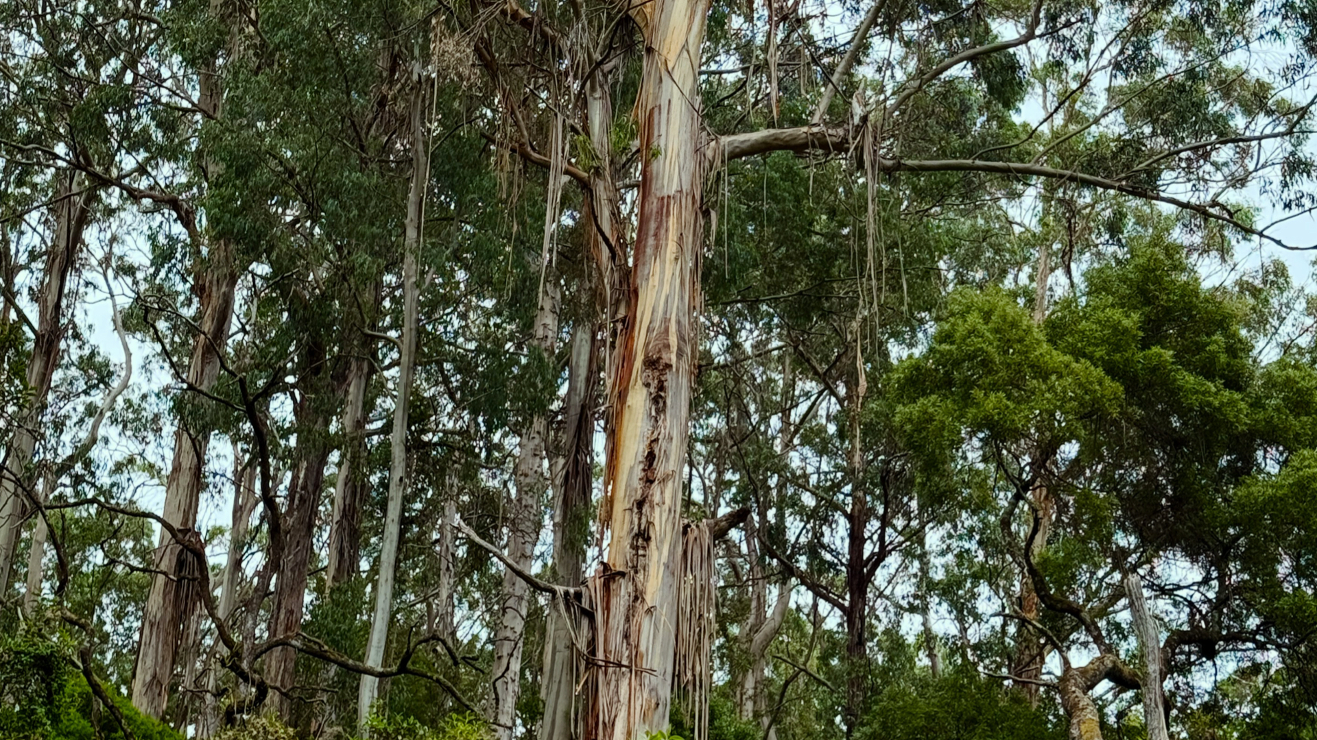 Shelly Beach Blanket Bay.002.jpeg.001 Mountain Ash - big trees